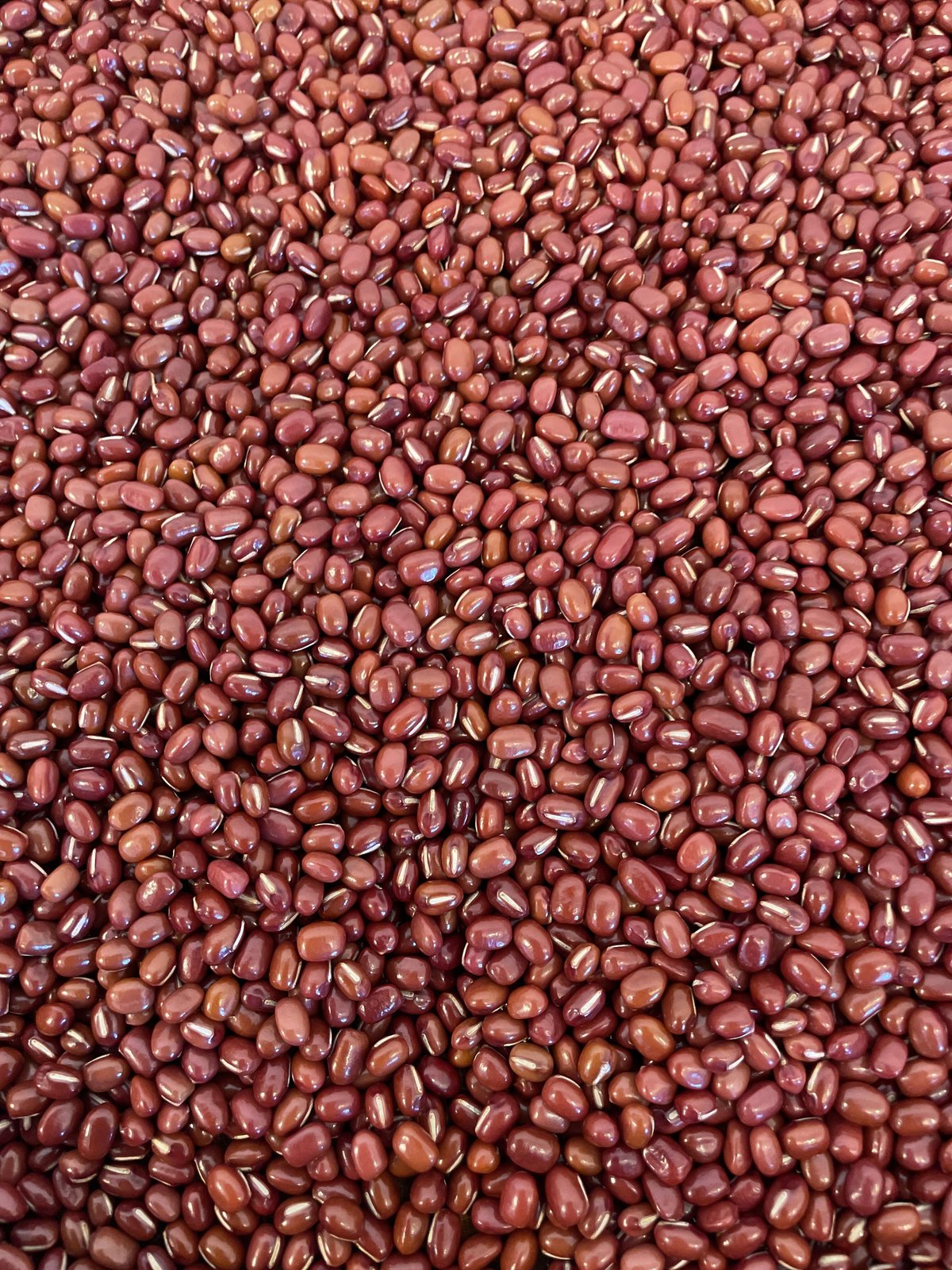 小豆 北海道十勝産 小豆 750g(5合) | 徳田商店 ONLINE STORE