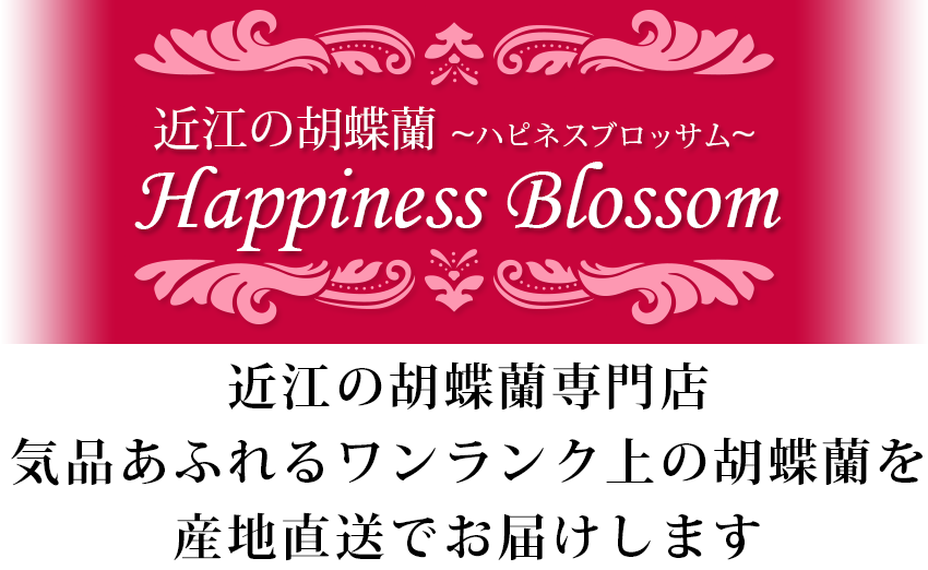 近江の胡蝶蘭ハピネスブロッサム