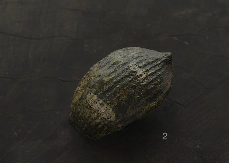 蓮弁 L. 苔
