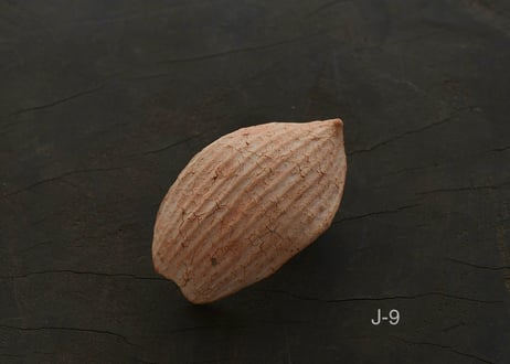 蓮弁  J . 撫子