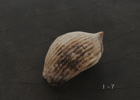 蓮弁  I . 白枯 / 白