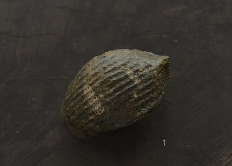 蓮弁 L. 苔