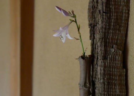 茶奏人 ×  hakomono / 3-3 掛け花入 神代タモ×流れ竹根