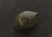 蓮弁 L. 苔