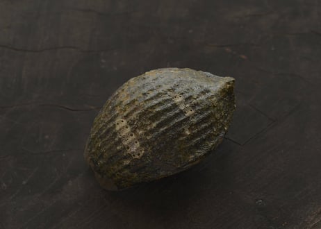 蓮弁 L. 苔
