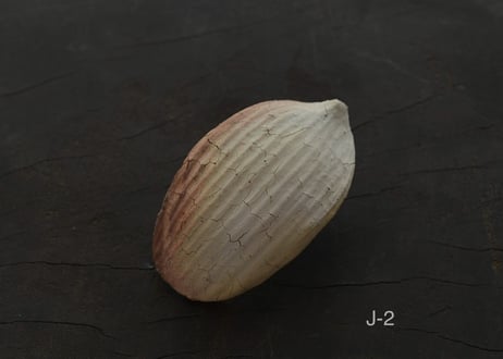蓮弁  J . 撫子