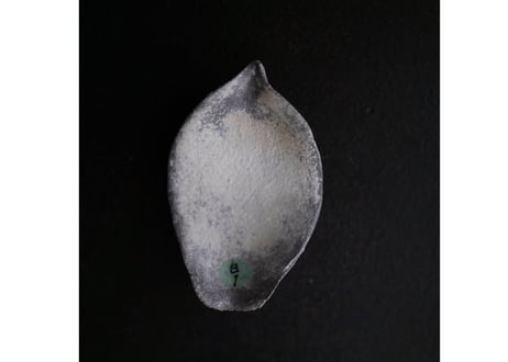 【最終再販  数量限定】茶の露と蓮弁 ２点セット  〜白茶〜