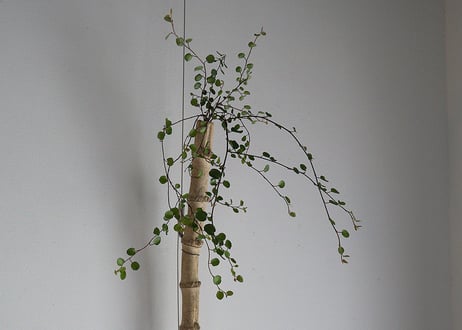 hakomono /  9 . 掛け花入　流れ竹  （長）