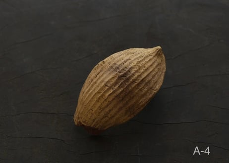 蓮弁 A. 金彩