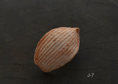 蓮弁  J . 撫子