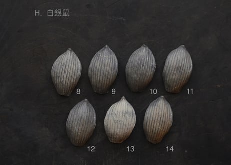 蓮弁 H. 白銀鼠
