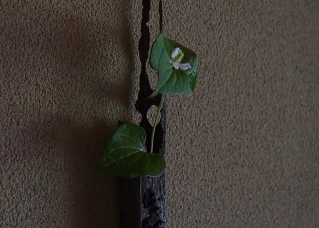 hakomono / 5-2 掛け花入 漂流鉄