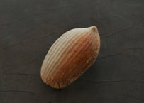 蓮弁  J . 撫子