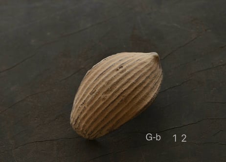 蓮弁 G-b . 伽羅