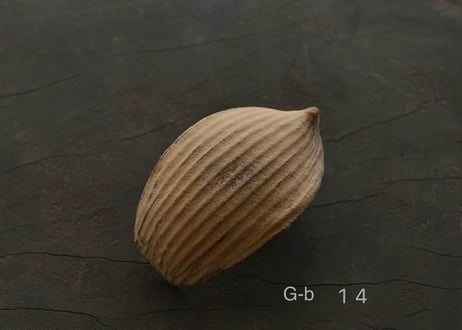 蓮弁 G-b . 伽羅