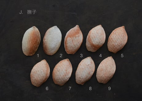 蓮弁  J . 撫子