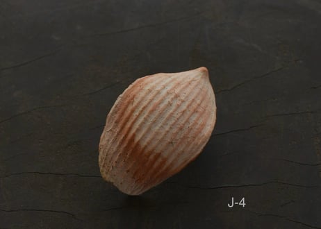 蓮弁  J . 撫子