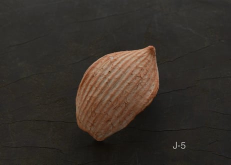 蓮弁  J . 撫子