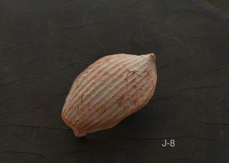 蓮弁  J . 撫子
