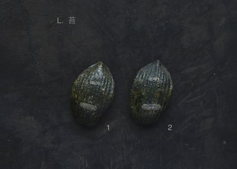 蓮弁 L. 苔
