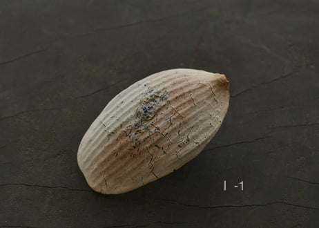 蓮弁  I . 白枯 / 白