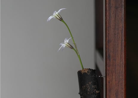 hakomono /  8 . 流竹掛け （枯黒）