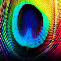 Osunlade/Peacock-LP-