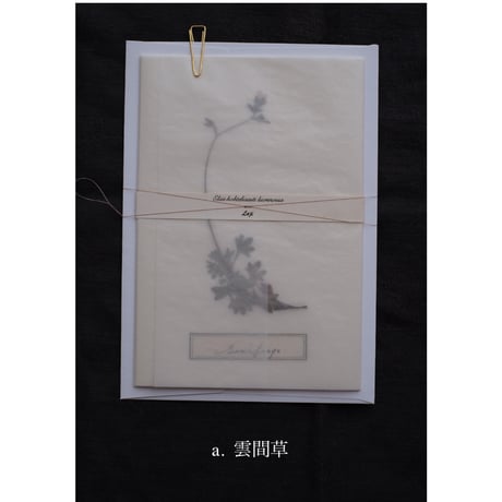 Letterset  大　White