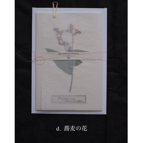 Letterset  大　White