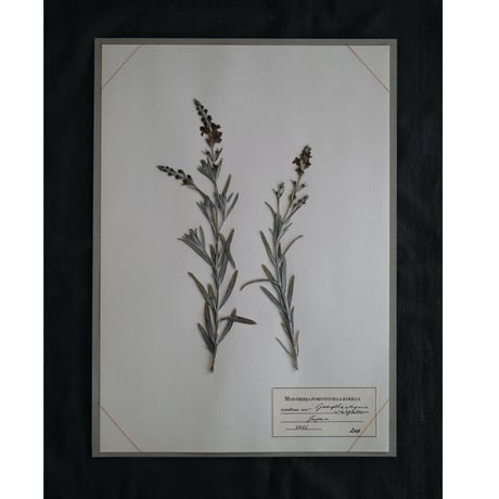 A4サイズ　植物標本　ゴンフォスティグマ