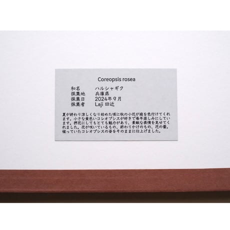 ハルシャギク