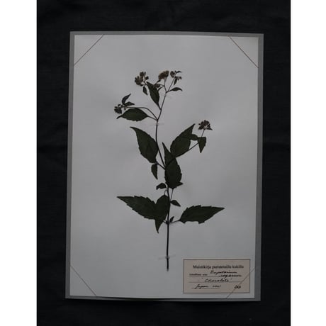 A4サイズ　植物標本　ショコラータ No,182
