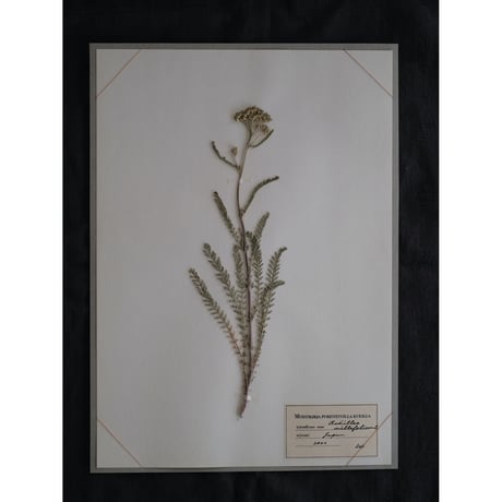 A4サイズ　植物標本　ノコギリソウ