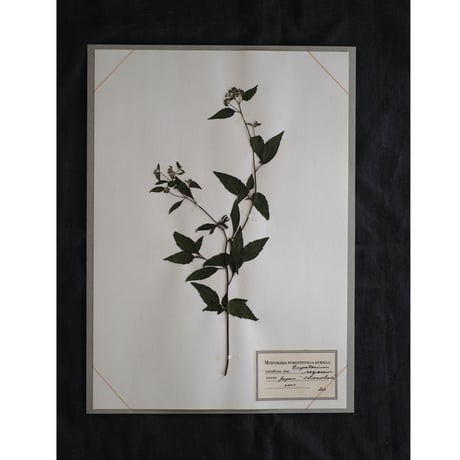 A4サイズ　植物標本　ショコラータ　No,181