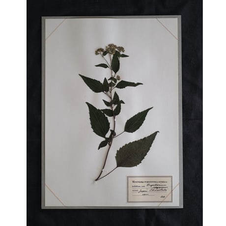 A4サイズ　植物標本　ショコラータ　No,180