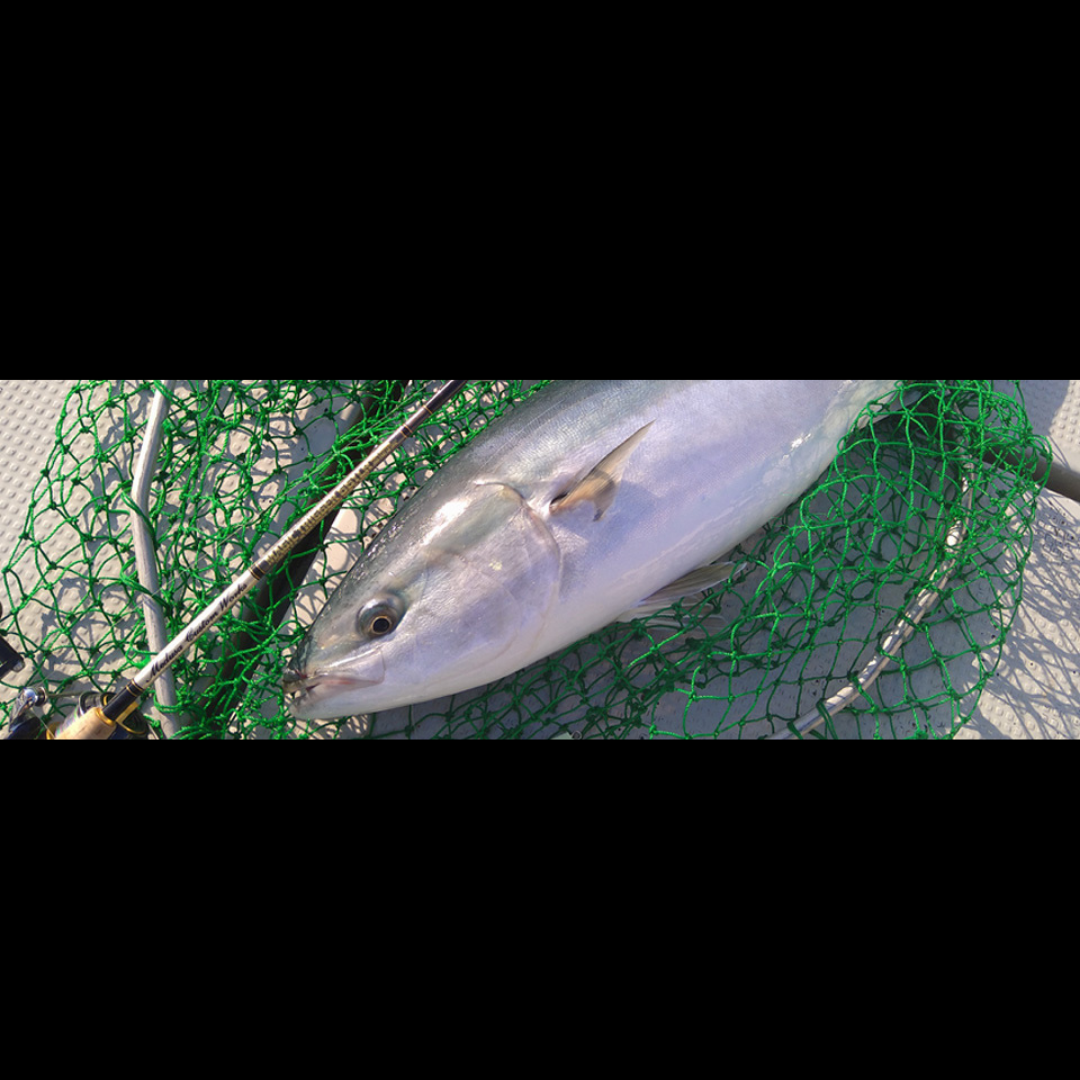 あおもの　MCworks MAGIC TRIGGER 661LR MCワークス マジックトリガー661LR スペシャルモデル 2024.11