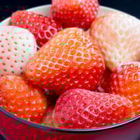 Gau 冷凍イチゴ 8k 楽天市場】【産地直送】極上冷凍いちご赤白MIX 約750g 高級
