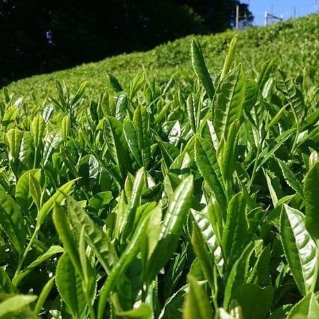揖斐春日の煎茶　やぶきた  100ｇ《送料込》