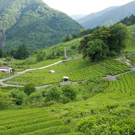 三年熟成番茶