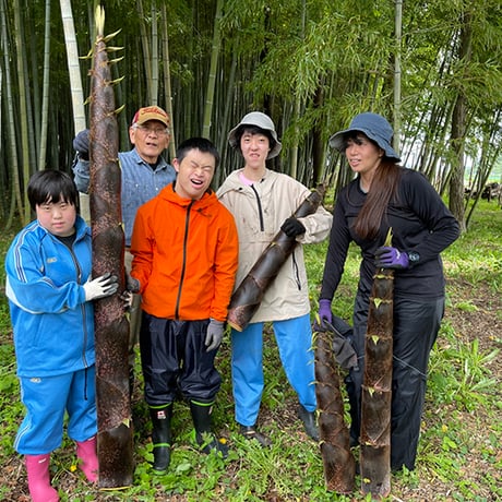 限定商品　岐阜県産メンマ