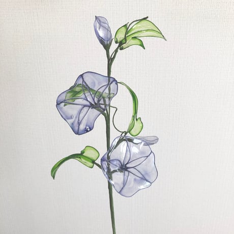 【期間限定デザイン】朝顔　1本