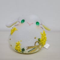 ミモザもっちー(垂れ耳)