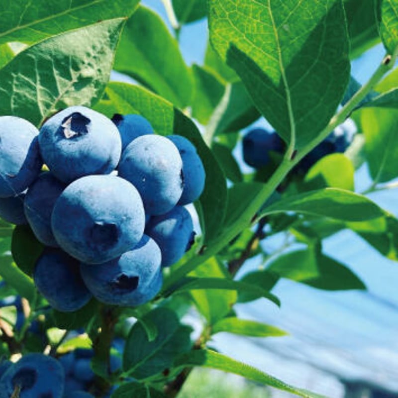 夢工房翔裕園 ブルーベリージャム・焼き芋 農園ギフト【ブルーベリー