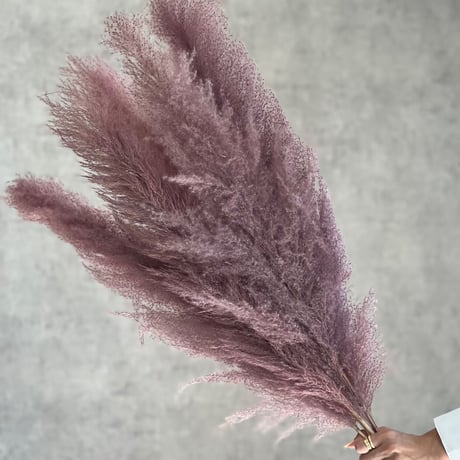 パンパス | STORES