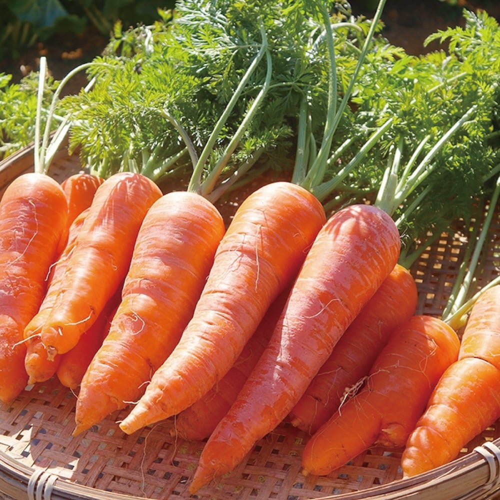 Carrots オレンジ ダウン 【公式通販】