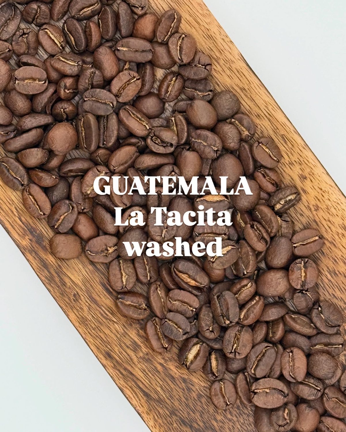 中煎り】グアテマラ ラ・タシータ ウォッシュド | EVER GREEN COFFEE