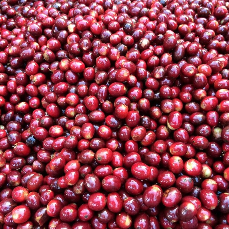 浅煎り】ニカラグア サンタマリア・デ・ローデス アナエロビック