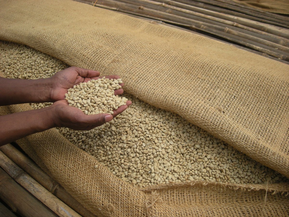 中浅煎り】エチオピア シャキソ G1 ZERODefect ナチュラル