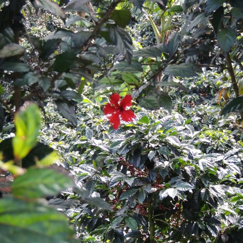 浅煎り】ニカラグア サンタマリア・デ・ローデス アナエロビック