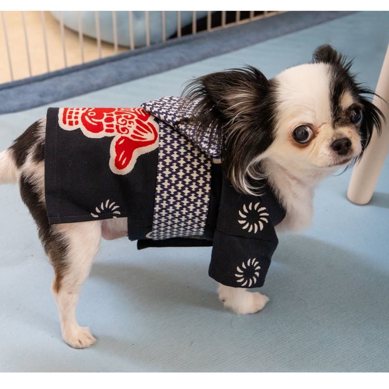 受注生産】獅子舞なりきり犬用法被 | スミツネ染